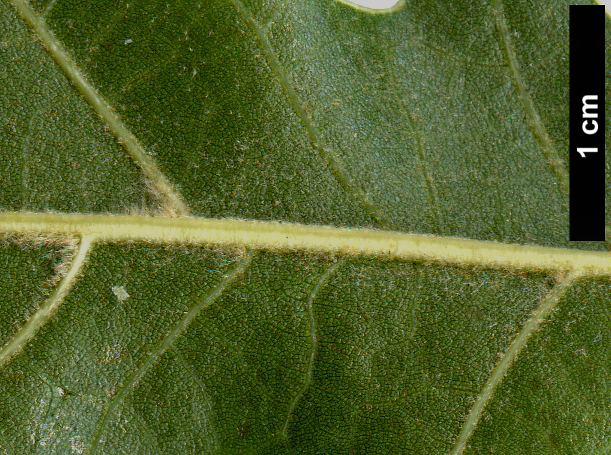 High resolution image: Family: Fagaceae - Genus: Quercus - Taxon: velutina - SpeciesSub: 'Oakridge Walker'
